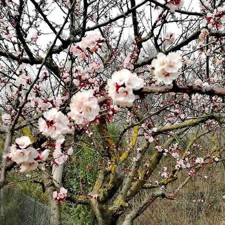 Apartment Attico Panoramico Tra E Mare Con Giardino Deluxe